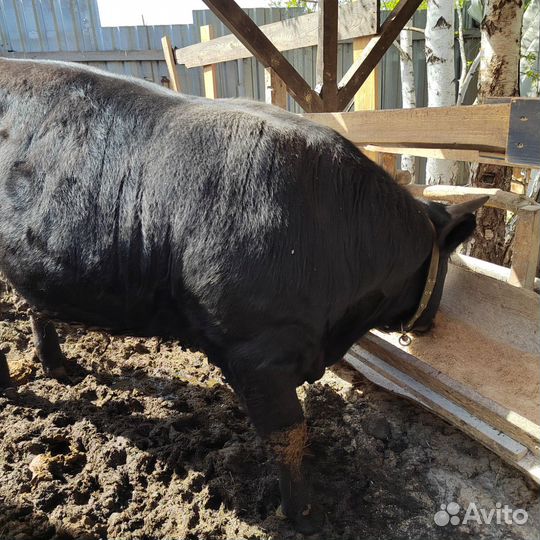 Быки на племя