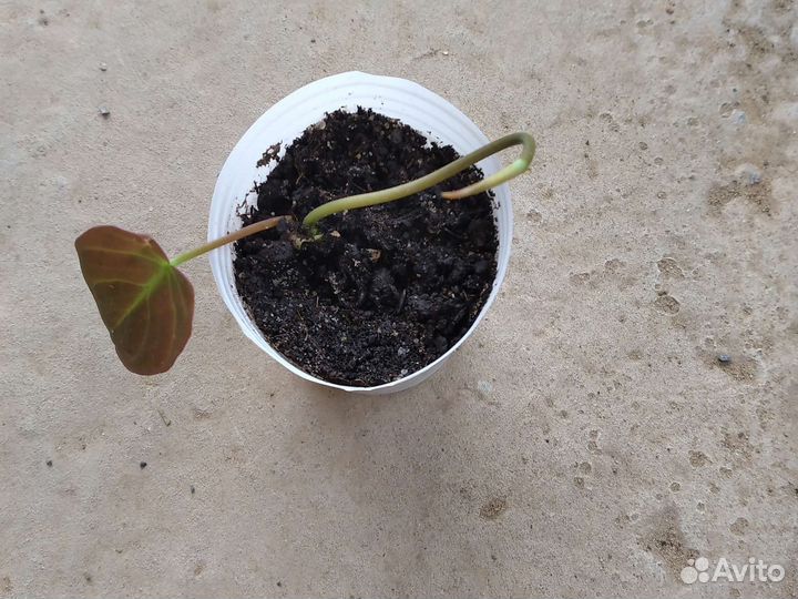 Рэо,Филодендрон,Бальзамин,Эпипремнум,Зебрина