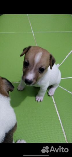 Щенок Джек Рассел терьер девочка