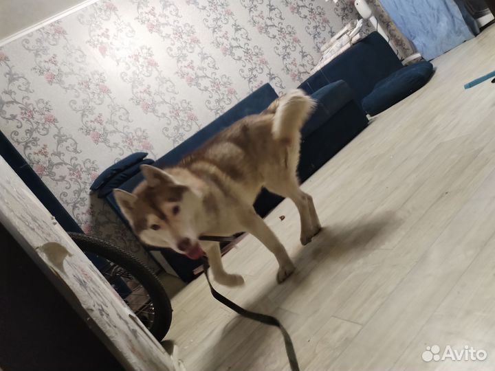 Сибирский хаски