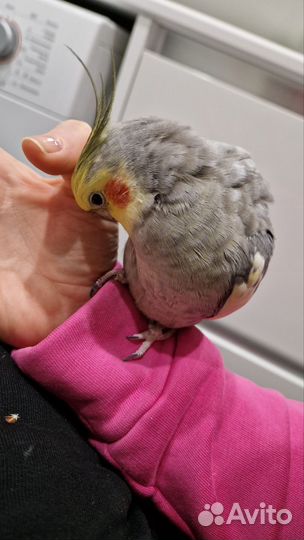 Корелла Тихон