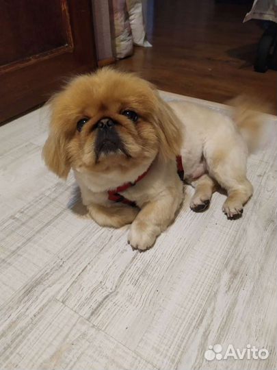 Вязка пекинеса