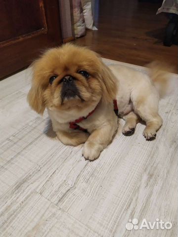 Вязка пекинеса