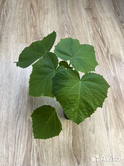 Павловния Pao Tong Z-07