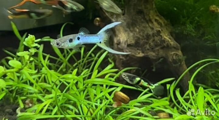 Гуппи эндлера эль тигре зеленая