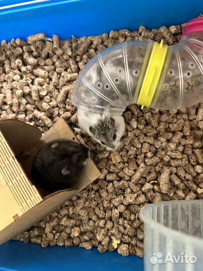 Хомяки с клеткой даром