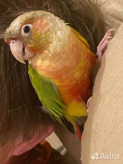 Попугай пиррура