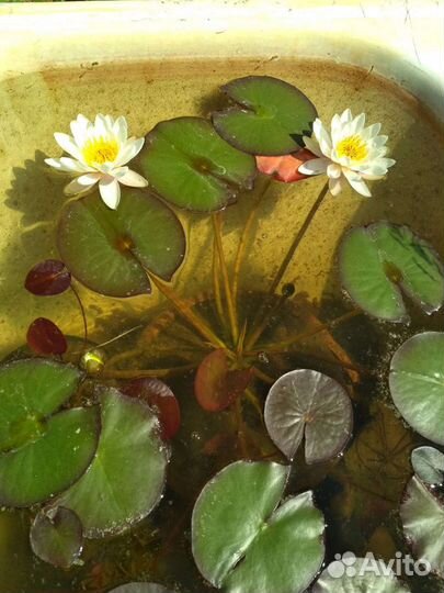Нимфея белая (лилия, кувшинка) для пруда