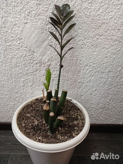 Комнатные цветы