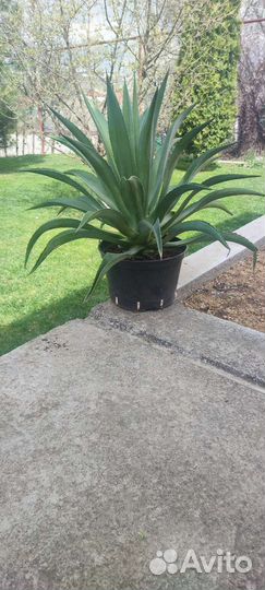 Агава голубая и полосатая