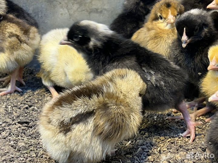 Цыплята, курочки