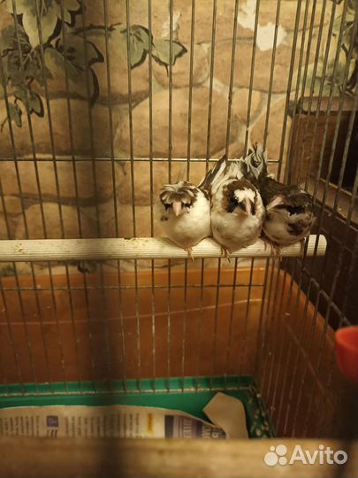 Японские амадины