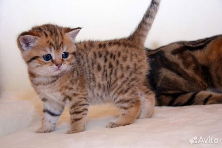 Пятно на золоте мальчики и голубое золото