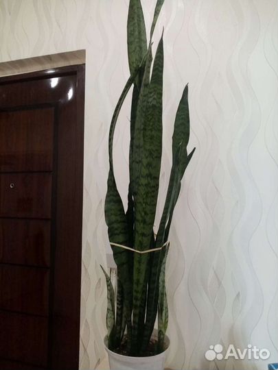 Сансевиерия