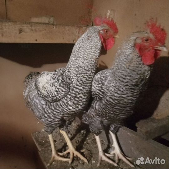 Китайские шелковые куры