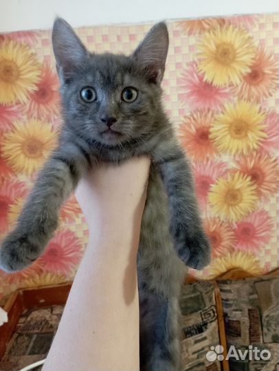 Котенок мальчик бесплатно