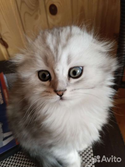 Шотландские вислоухие котята