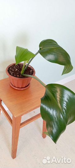 Амазонская лилия (эухарис)