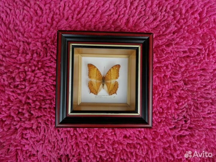 Бабочка vindula arsinoe erotella (malaysia)