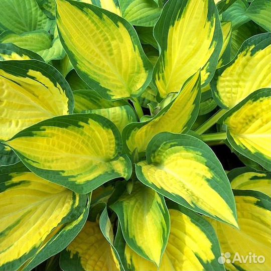 Хоста Orange Marmalade