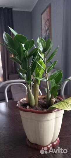 Замиокулькас