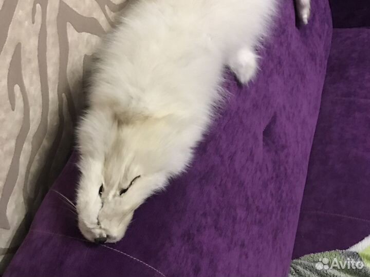 Писец шкура