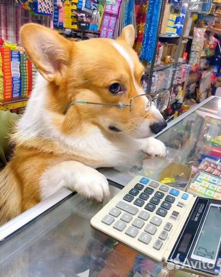 Работа продавец кассир