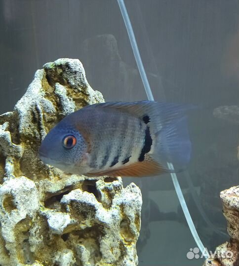 Аквариумные рыбы. Северум