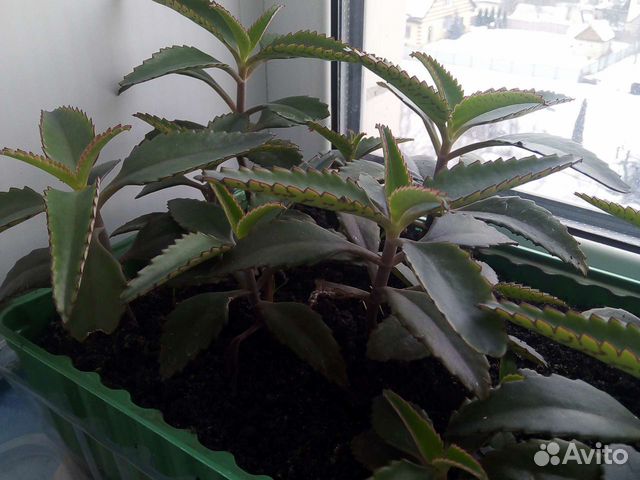 Каланхоэ Дегремона