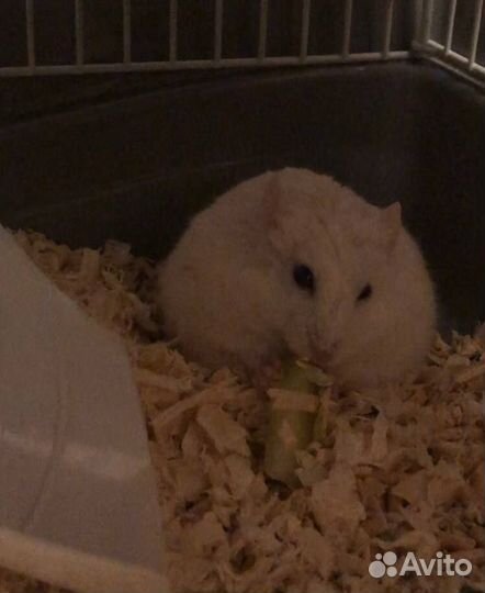 Джунгарский хомяк с клеткой бесплатно