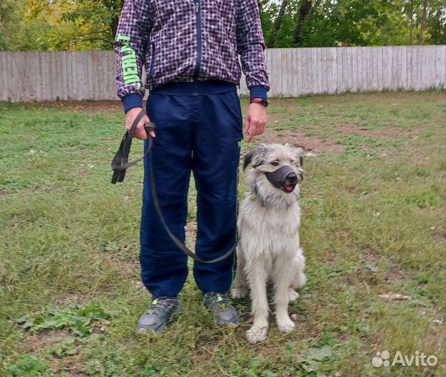 Дрессировка собак