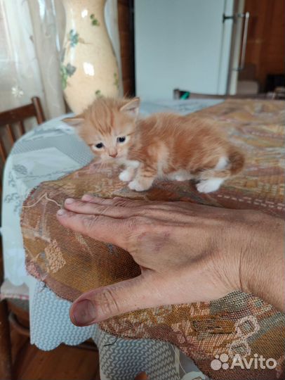 Счастье в добрые руки