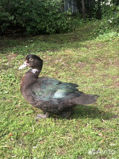 Индоутки селезень утки мускусные утки