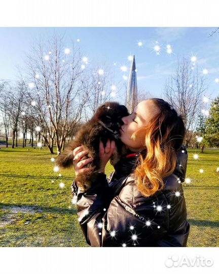 Помощь в покупке питомцев