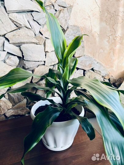 Продам комнатные цветы