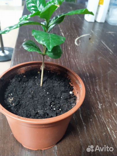 Спатифиллум mini, кофейной дер, лавр, фикус пумила