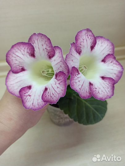 Глоксинии семена колокольчики
