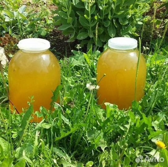 Мед липовый Башкирский