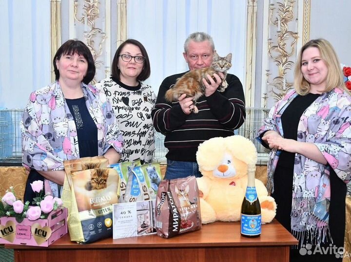 Курильский бобтейл