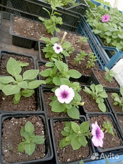 Вегетативные черенки и рассада цветов