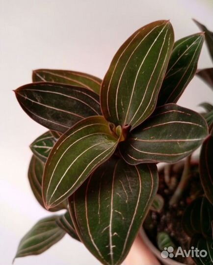 Орхидея лудизия