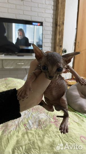 Канадский сфинкс котенок