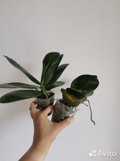 Орхидея фаленопсис Монро не цветущие