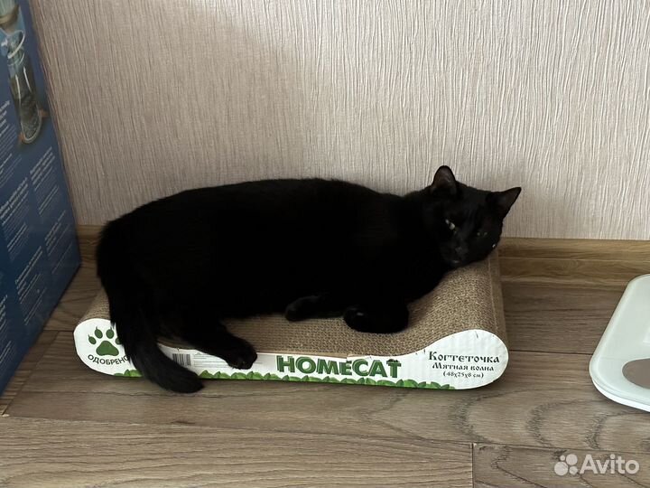 Кошка ищет дом