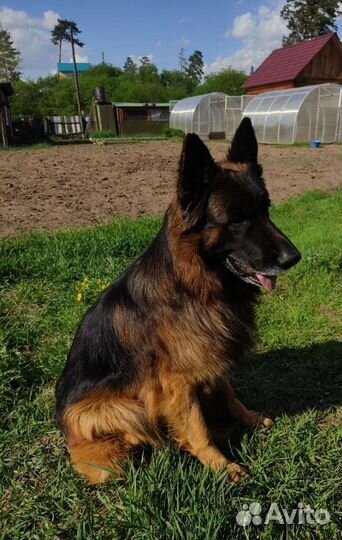 Предлагается кобель немецкой овчарки для вязки