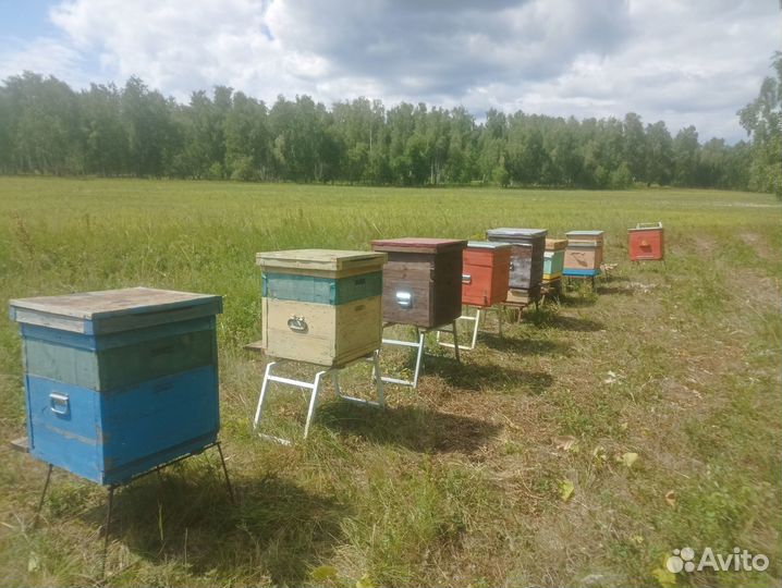 Продам улья, инвентарь