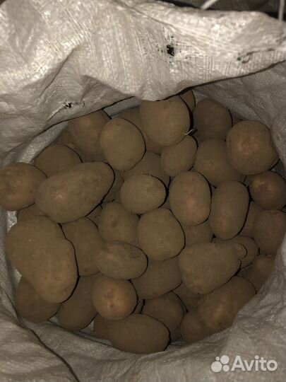 Продам картофель крупный