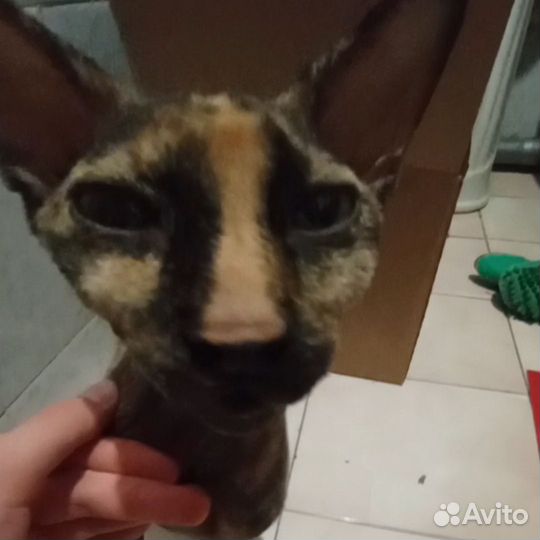 Сфинкс в добрые руки