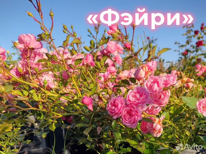 Сортовые Розы Саженцы Питомник Опт