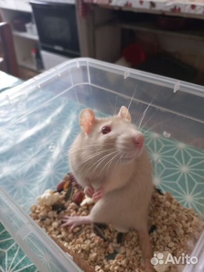 Крыски с клеткой